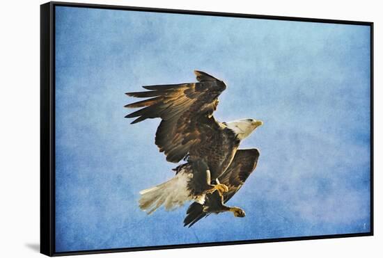 Landing Gear Bald Eagle-Jai Johnson-Framed Stretched Canvas