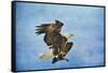 Landing Gear Bald Eagle-Jai Johnson-Framed Stretched Canvas