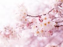 Cherry Blossoms in Full Bloom-landio-Mounted Photographic Print