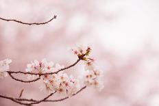 Spring Cherry Blossoms in Soft Spring Light-landio-Art Print