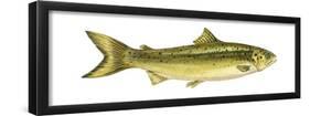 Landlocked Salmon (Salmo Salar Sebago), Fishes-Encyclopaedia Britannica-Framed Poster