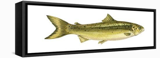 Landlocked Salmon (Salmo Salar Sebago), Fishes-Encyclopaedia Britannica-Framed Stretched Canvas