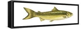 Landlocked Salmon (Salmo Salar Sebago), Fishes-Encyclopaedia Britannica-Framed Stretched Canvas