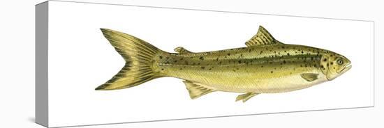 Landlocked Salmon (Salmo Salar Sebago), Fishes-Encyclopaedia Britannica-Stretched Canvas