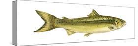 Landlocked Salmon (Salmo Salar Sebago), Fishes-Encyclopaedia Britannica-Stretched Canvas