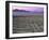 Lands End Labyrinth at Dusk with the Golden Gate Bridge, San Francisco, California-Jim Goldstein-Framed Photographic Print