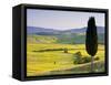 Landscale Near Pienza, Val D' Orcia, Tuscany, Italy-Doug Pearson-Framed Stretched Canvas