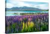 Landscape at Lake Tekapo and Lupin Field in New Zealand. Lupin Field at Lake Tekapo Hit Full Bloom-null-Stretched Canvas