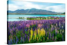Landscape at Lake Tekapo and Lupin Field in New Zealand. Lupin Field at Lake Tekapo Hit Full Bloom-null-Stretched Canvas