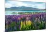 Landscape at Lake Tekapo and Lupin Field in New Zealand. Lupin Field at Lake Tekapo Hit Full Bloom-null-Mounted Photographic Print