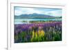 Landscape at Lake Tekapo and Lupin Field in New Zealand. Lupin Field at Lake Tekapo Hit Full Bloom-null-Framed Photographic Print