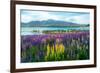 Landscape at Lake Tekapo and Lupin Field in New Zealand. Lupin Field at Lake Tekapo Hit Full Bloom-null-Framed Photographic Print