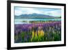 Landscape at Lake Tekapo and Lupin Field in New Zealand. Lupin Field at Lake Tekapo Hit Full Bloom-null-Framed Photographic Print