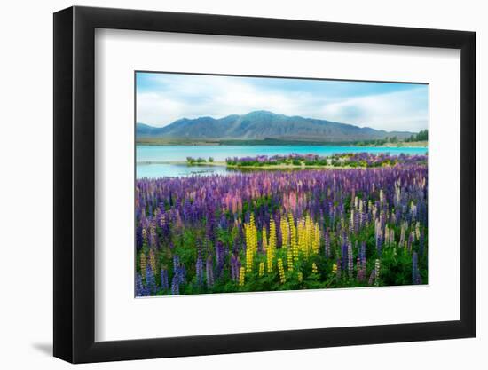 Landscape at Lake Tekapo and Lupin Field in New Zealand. Lupin Field at Lake Tekapo Hit Full Bloom-null-Framed Photographic Print