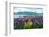 Landscape at Lake Tekapo and Lupin Field in New Zealand. Lupin Field at Lake Tekapo Hit Full Bloom-null-Framed Photographic Print