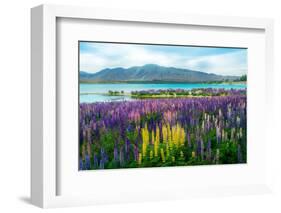 Landscape at Lake Tekapo and Lupin Field in New Zealand. Lupin Field at Lake Tekapo Hit Full Bloom-null-Framed Photographic Print