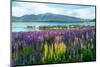 Landscape at Lake Tekapo and Lupin Field in New Zealand. Lupin Field at Lake Tekapo Hit Full Bloom-null-Mounted Photographic Print