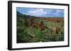 Landscape called Little New York, Ethiopia-null-Framed Art Print