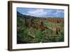 Landscape called Little New York, Ethiopia-null-Framed Art Print