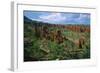 Landscape called Little New York, Ethiopia-null-Framed Art Print