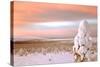 Landscape Covered in Snow, Lapland, Finland-Françoise Gaujour-Stretched Canvas