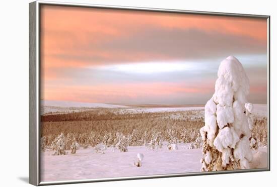 Landscape Covered in Snow, Lapland, Finland-Françoise Gaujour-Framed Photographic Print