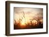 Landscape Fantastic Sunset on the Wheat Field Sunbeams Glare-Kichigin-Framed Photographic Print