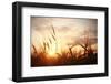 Landscape Fantastic Sunset on the Wheat Field Sunbeams Glare-Kichigin-Framed Photographic Print