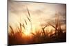 Landscape Fantastic Sunset on the Wheat Field Sunbeams Glare-Kichigin-Mounted Photographic Print