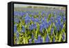 Landscape from Fields with Blue Grape Hyacinths-Ivonnewierink-Framed Stretched Canvas