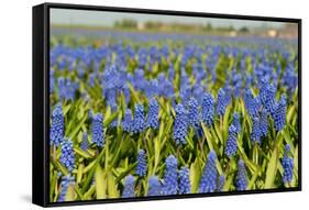 Landscape from Fields with Blue Grape Hyacinths-Ivonnewierink-Framed Stretched Canvas