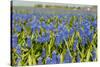 Landscape from Fields with Blue Grape Hyacinths-Ivonnewierink-Stretched Canvas