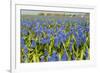 Landscape from Fields with Blue Grape Hyacinths-Ivonnewierink-Framed Photographic Print