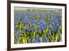 Landscape from Fields with Blue Grape Hyacinths-Ivonnewierink-Framed Photographic Print