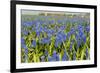 Landscape from Fields with Blue Grape Hyacinths-Ivonnewierink-Framed Photographic Print