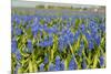 Landscape from Fields with Blue Grape Hyacinths-Ivonnewierink-Mounted Photographic Print