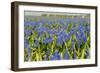 Landscape from Fields with Blue Grape Hyacinths-Ivonnewierink-Framed Photographic Print