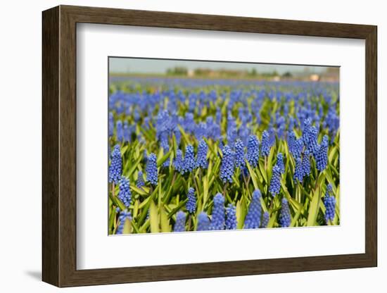 Landscape from Fields with Blue Grape Hyacinths-Ivonnewierink-Framed Photographic Print