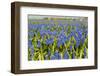 Landscape from Fields with Blue Grape Hyacinths-Ivonnewierink-Framed Photographic Print