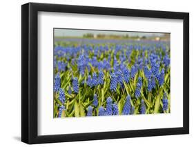 Landscape from Fields with Blue Grape Hyacinths-Ivonnewierink-Framed Photographic Print