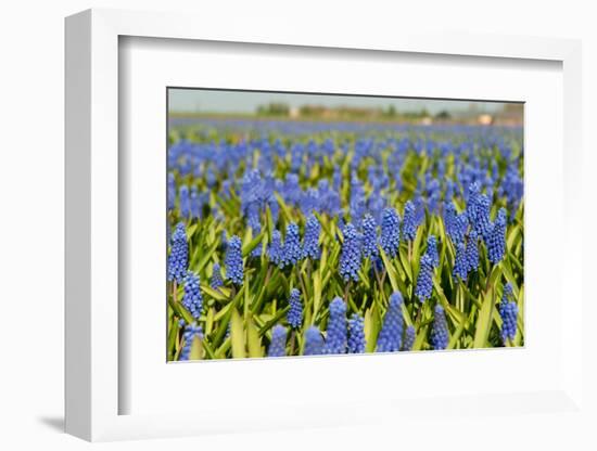 Landscape from Fields with Blue Grape Hyacinths-Ivonnewierink-Framed Photographic Print