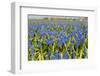 Landscape from Fields with Blue Grape Hyacinths-Ivonnewierink-Framed Photographic Print