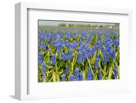 Landscape from Fields with Blue Grape Hyacinths-Ivonnewierink-Framed Photographic Print