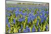 Landscape from Fields with Blue Grape Hyacinths-Ivonnewierink-Mounted Photographic Print