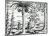 Landscape from 'India Orientalis', 1598-Theodore de Bry-Mounted Giclee Print