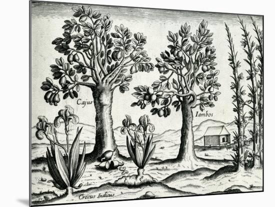 Landscape from 'India Orientalis', 1598-Theodore de Bry-Mounted Giclee Print