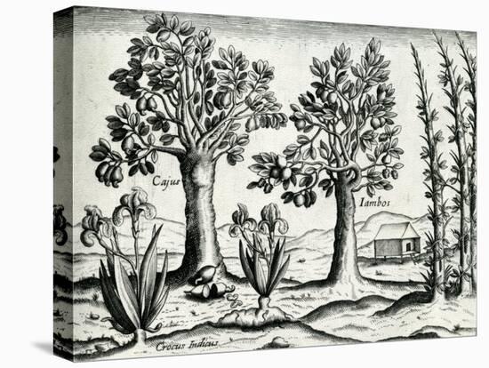 Landscape from 'India Orientalis', 1598-Theodore de Bry-Stretched Canvas