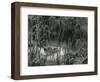 Landscape, Hawaii, 1978-Brett Weston-Framed Photographic Print