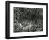 Landscape, Hawaii, 1978-Brett Weston-Framed Photographic Print