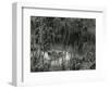 Landscape, Hawaii, 1978-Brett Weston-Framed Photographic Print